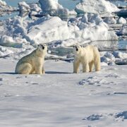 29 декабря: какой праздник сегодня отмечают в России и мире