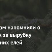 Россиянам напомнили о штрафах за вырубку новогодних елей