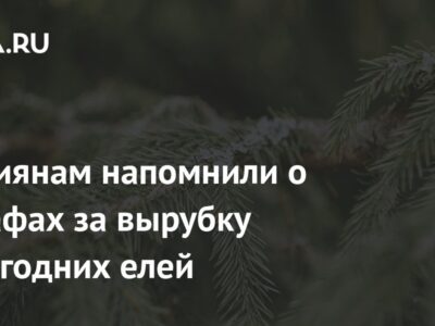 Россиянам напомнили о штрафах за вырубку новогодних елей