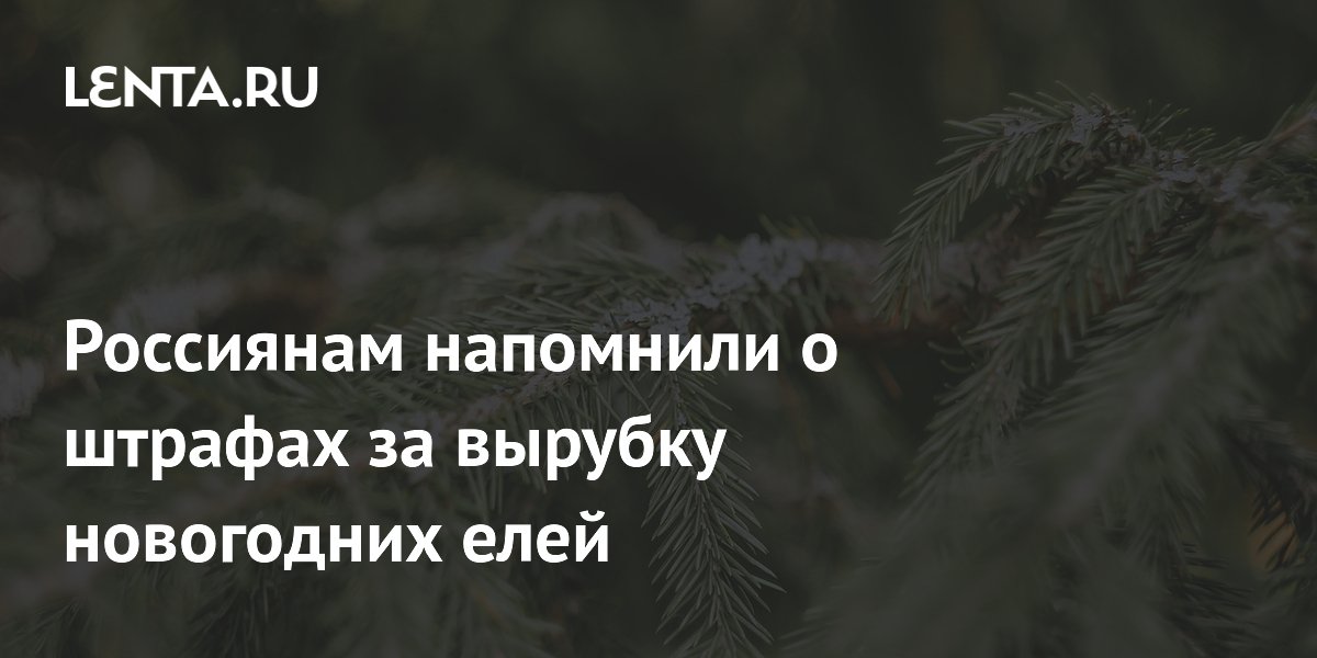 Россиянам напомнили о штрафах за вырубку новогодних елей