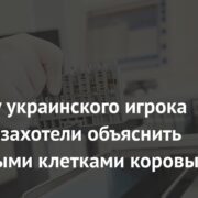 Допинг у украинского игрока «Челси» захотели объяснить стволовыми клетками коровы