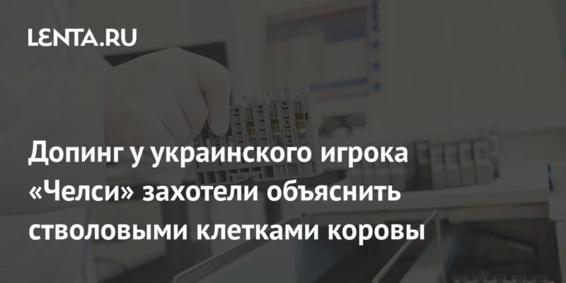 Допинг у украинского игрока «Челси» захотели объяснить стволовыми клетками коровы