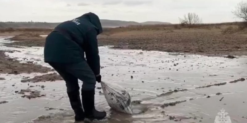 Детей с ДЦП из Волгоградской области отправили по путевкам на отравленные мазутом пляжи Анапы