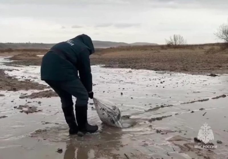 Детей с ДЦП из Волгоградской области отправили по путевкам на отравленные мазутом пляжи Анапы