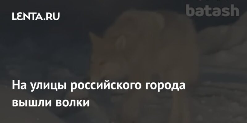 На улицы российского города вышли волки