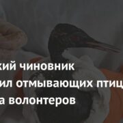 Российский чиновник обматерил отмывающих птиц от мазута волонтеров