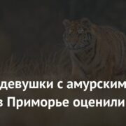 Снимок девушки с амурским тигром в Приморье оценили